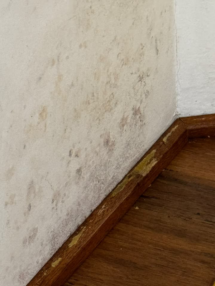 Humedad y hongos en el rincón de un muro